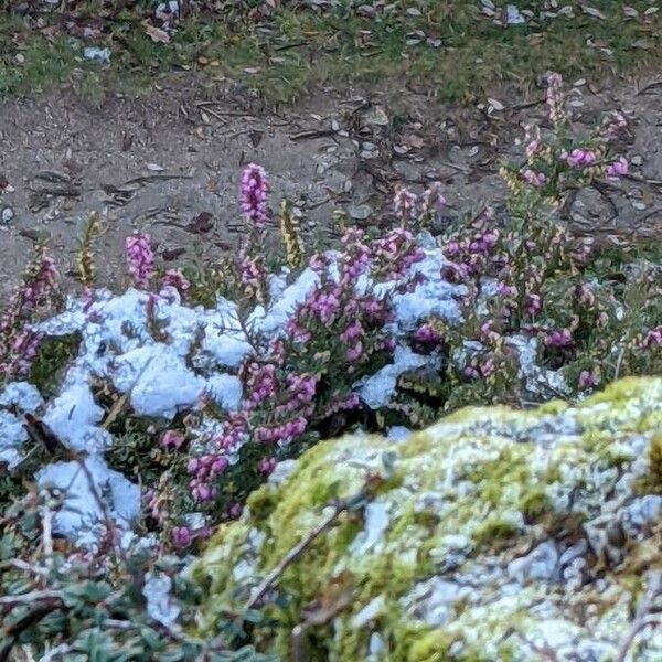 Erica cinerea Flower