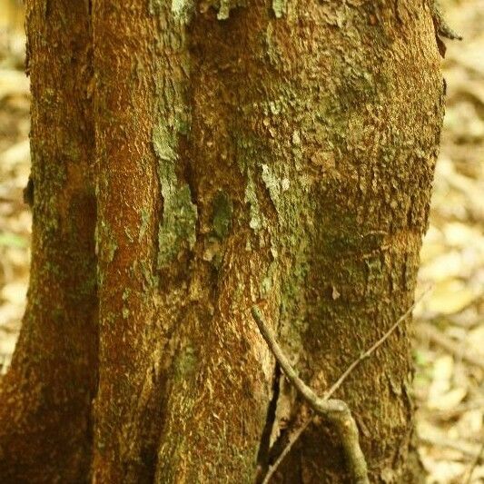 Dendrobangia boliviana പുറംതൊലി