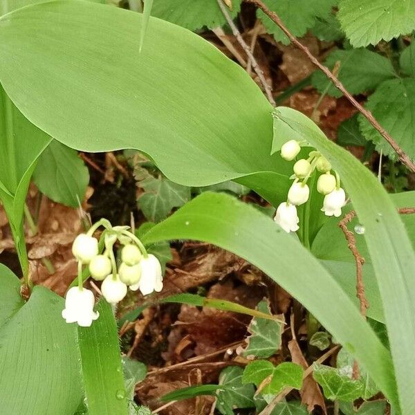 Convallaria majalis Cvet