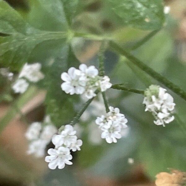 Torilis japonica Flors