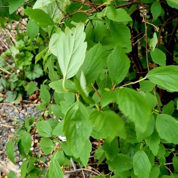 Spiraea cantoniensis Folio