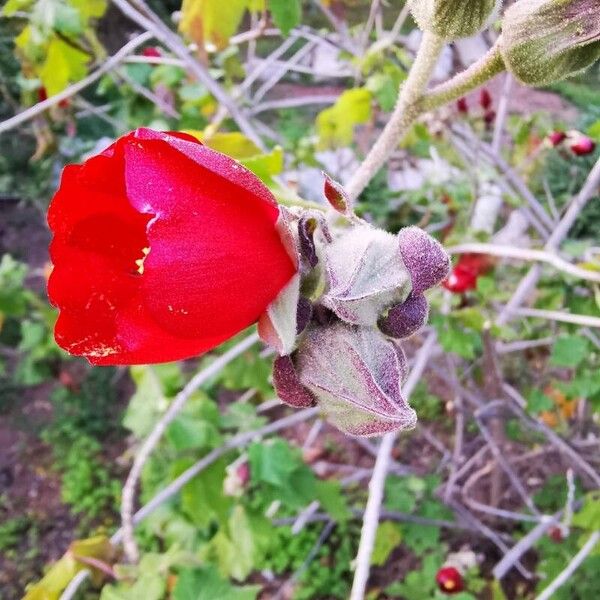 Phymosia umbellata Bloem