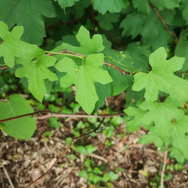 Vitis aestivalis برگ