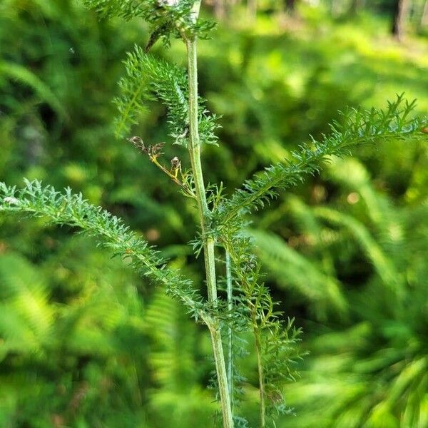 Achillea asiatica Frunză