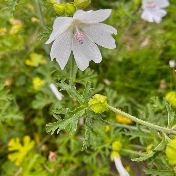 Malva alcea 叶