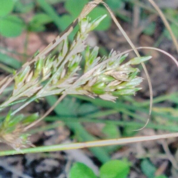 Juncus tenuis Λουλούδι