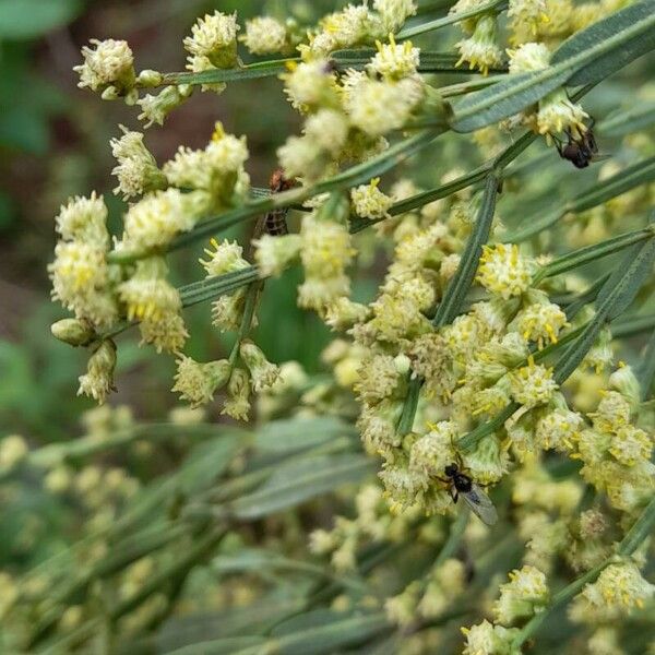 Baccharis articulata Květ