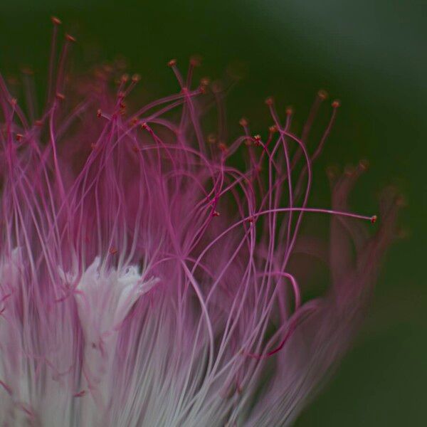 Calliandra surinamensis Прочее