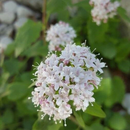 Valeriana sitchensis Blüte