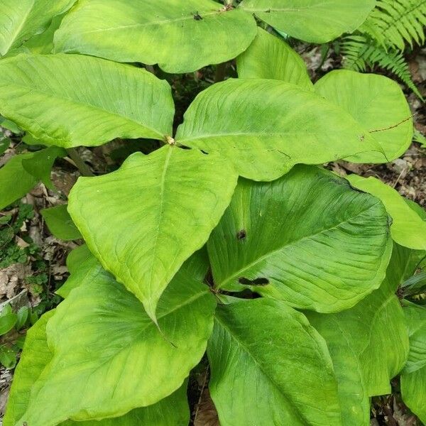 Arisaema triphyllum List