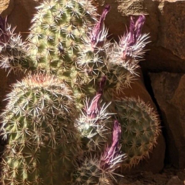 Echinocereus triglochidiatus Fleur