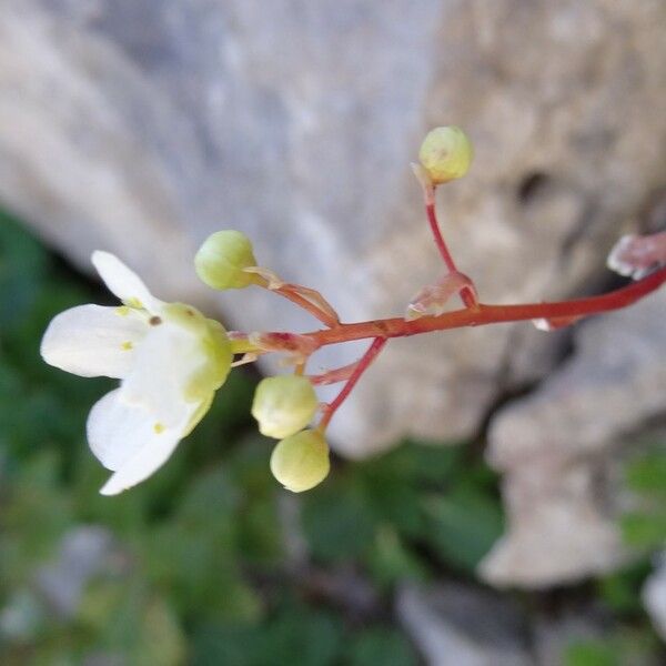 Saxifraga paniculata Flower