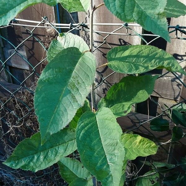 Prunus virginiana Leaf