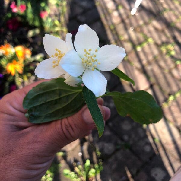 Philadelphus coronarius Fleur