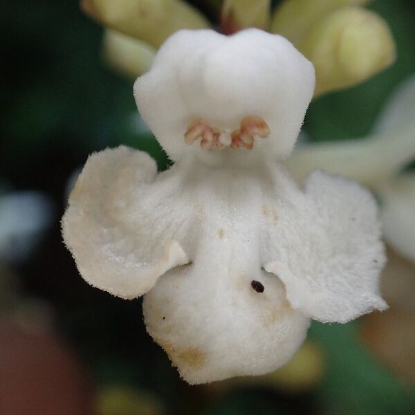 Thomandersia hensii Flower