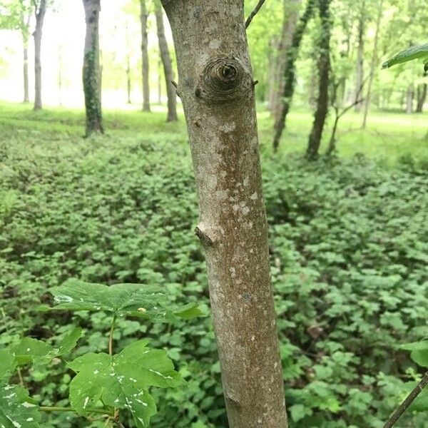 Acer pseudoplatanus Bark