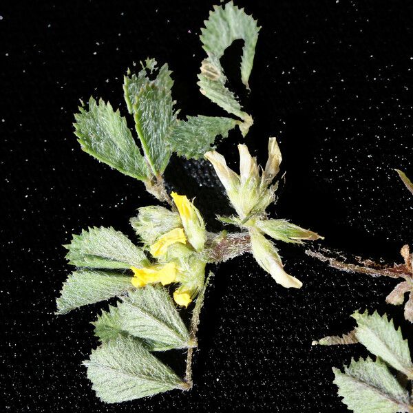 Medicago monspeliaca Habitus