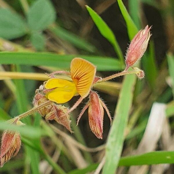 Rhynchosia minima Flor