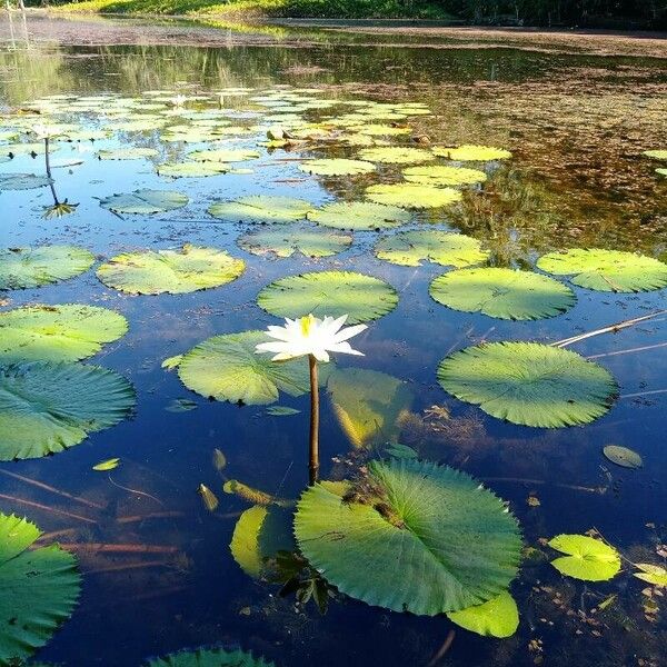 Nymphaea lotus Flor