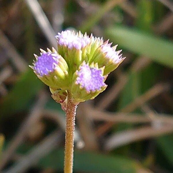 Ageratum conyzoides Blomst