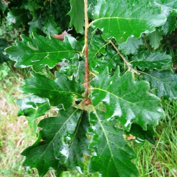 Quercus pubescens ഇല