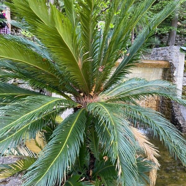 Cycas revoluta Lehti