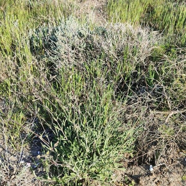 Silene italica Habit