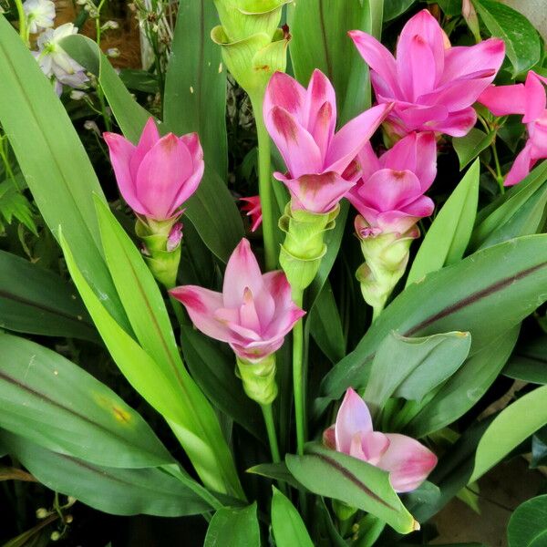 Curcuma alismatifolia Hàbitat