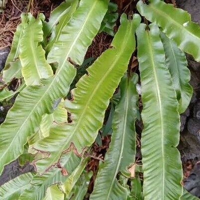 Asplenium scolopendrium Leaf