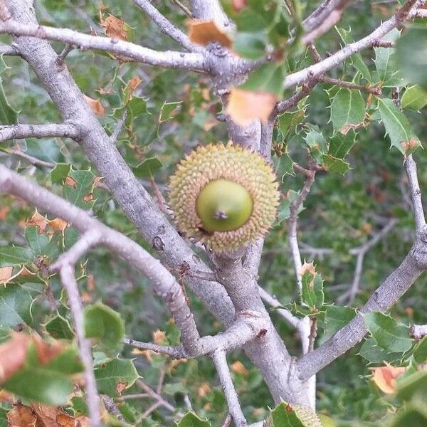 Quercus coccifera Fruit