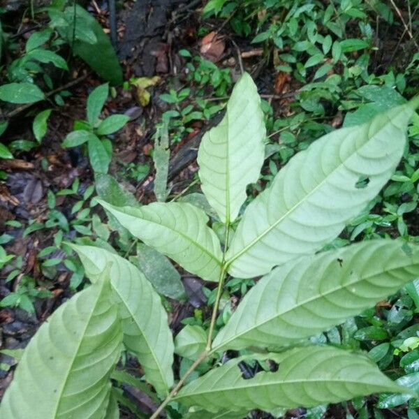 Tabernaemontana heterophylla Leaf