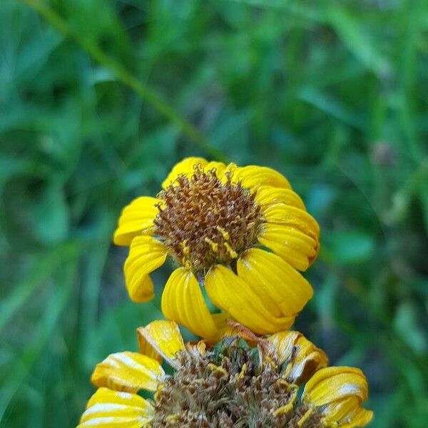 Arnica montana Çiçek