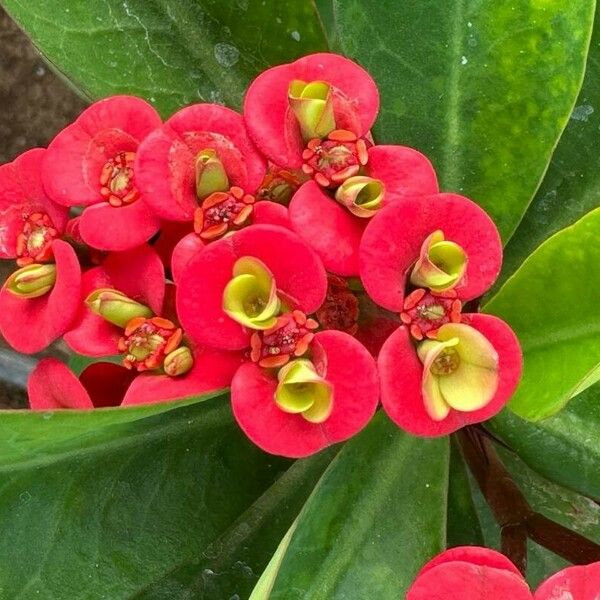 Euphorbia lophogona Blomst