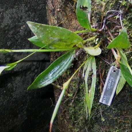 Sobralia fragrans 其他