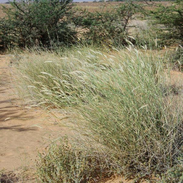 Pennisetum divisum Costuma