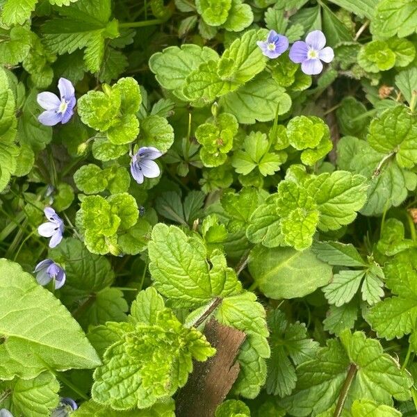 Veronica filiformis Folla