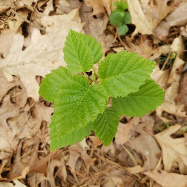 Betula pubescens Hostoa