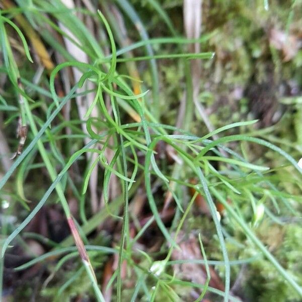 Moehringia muscosa Leaf