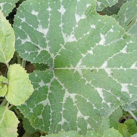 Cucurbita moschata Blatt