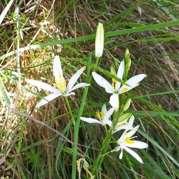 Anthericum liliago Blomma