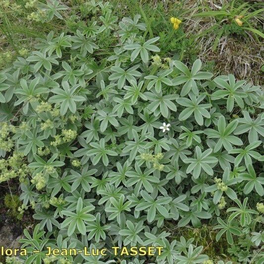 Alchemilla amphisericea (Thinstem lady's mantle)