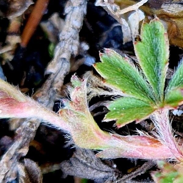 Potentilla verna Yaprak