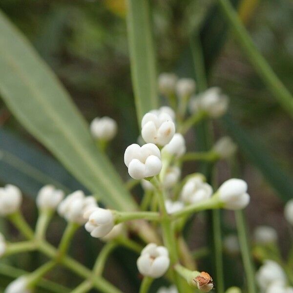 Osmanthus austrocaledonicus Цвят