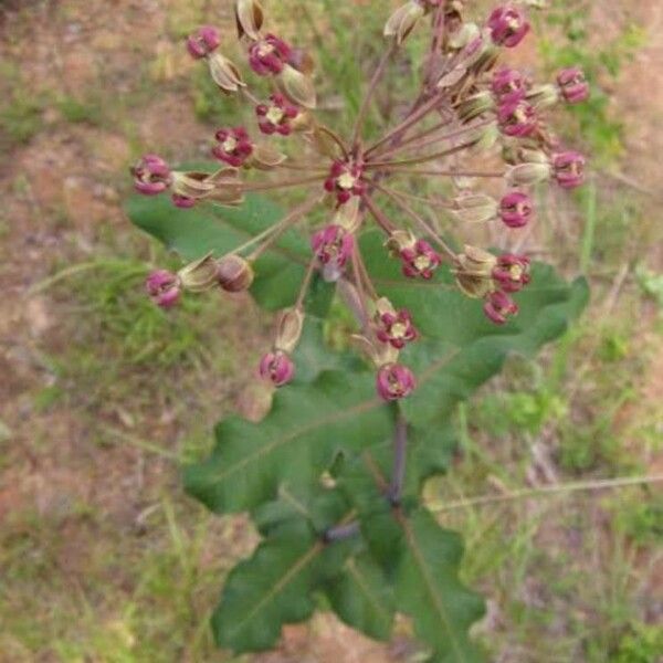 Asclepias amplexicaulis Žiedas