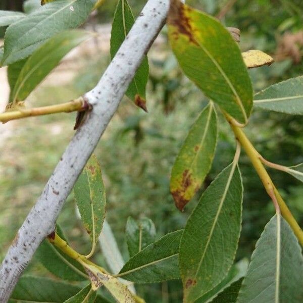 Salix daphnoides кора