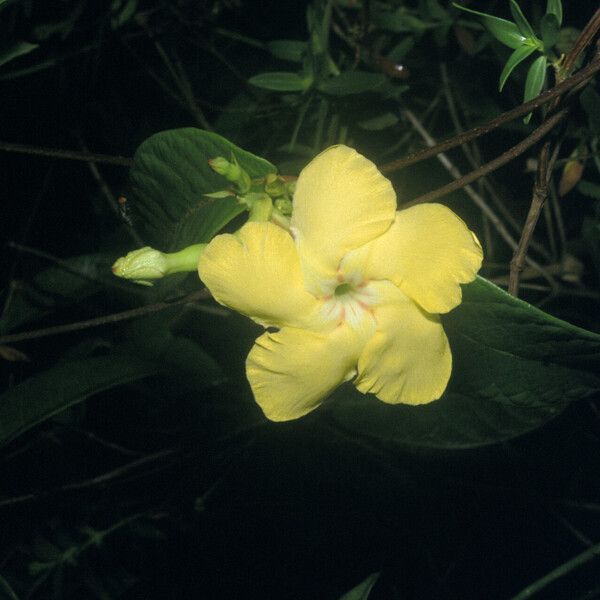 Mandevilla rugellosa Flower