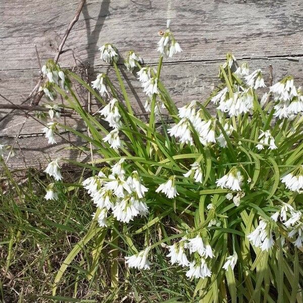 Allium triquetrum Flower