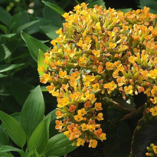 Kalanchoe densiflora Flor