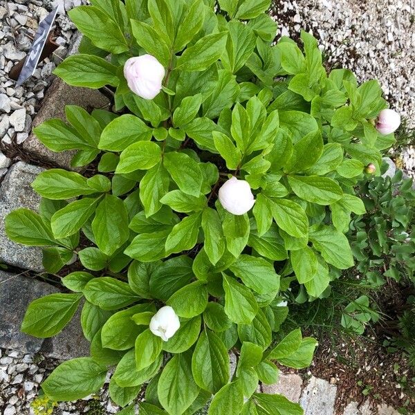 Paeonia obovata Flower