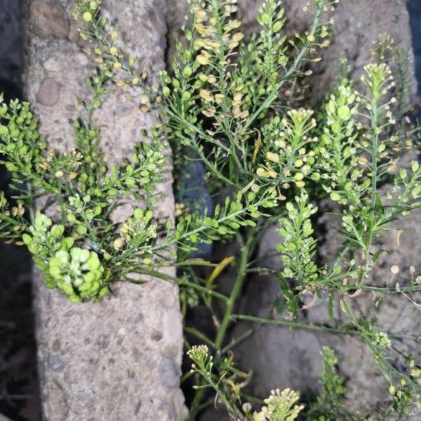 Lepidium bonariense Övriga